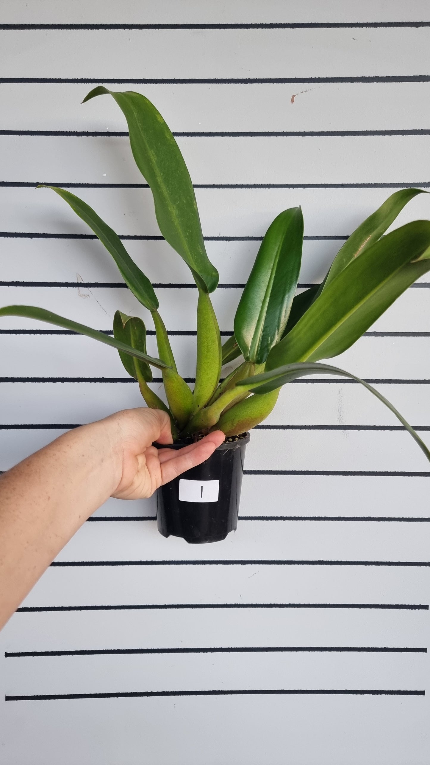 Philodendron martianum - Fat Boy