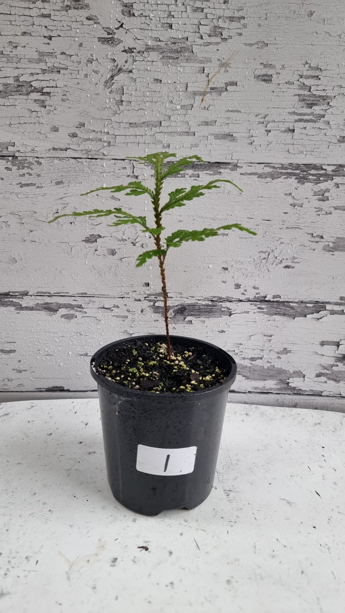 Selaginella umbrosa - Spike Moss