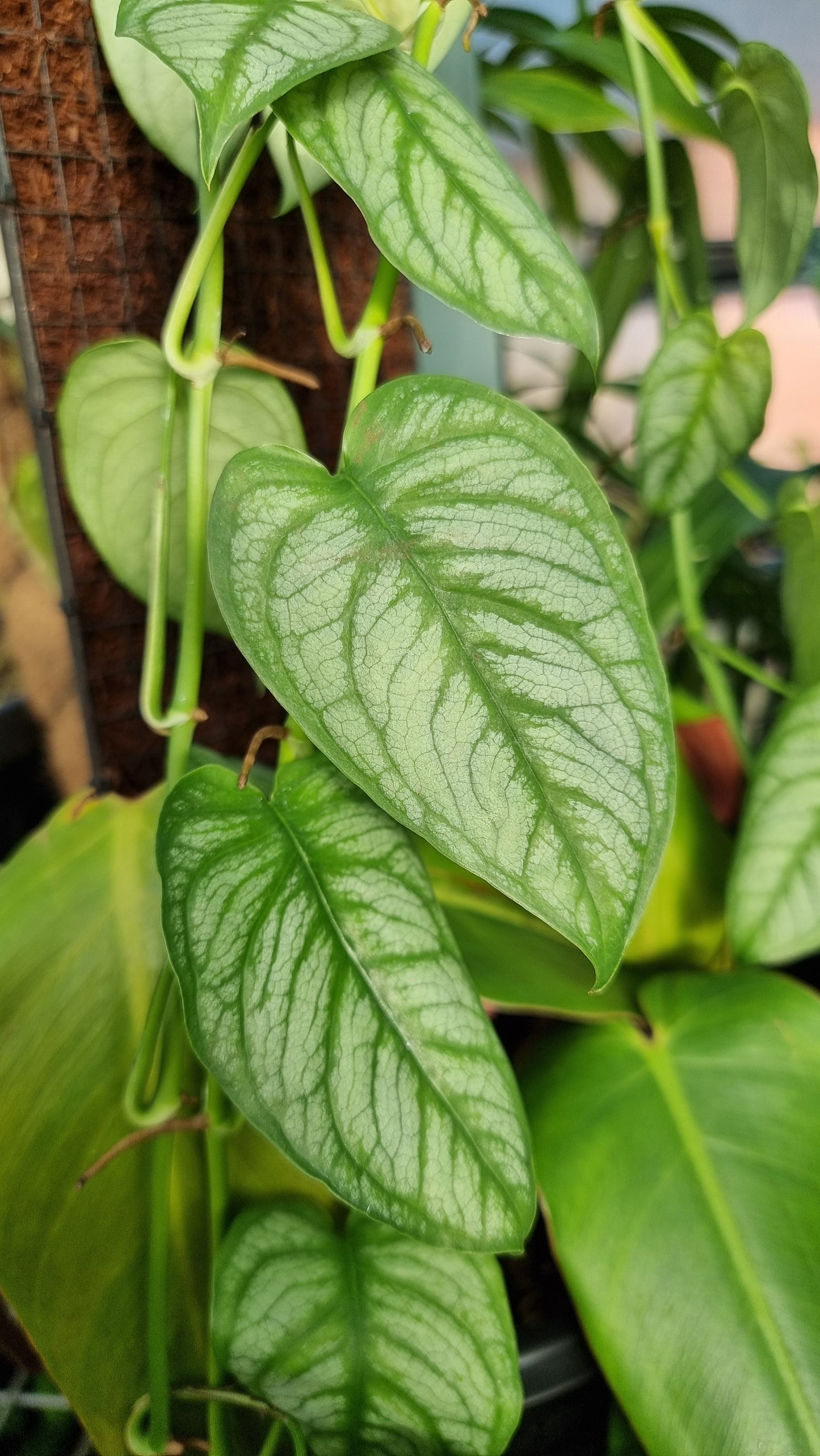 Monstera siltepecana 'El Salvador'