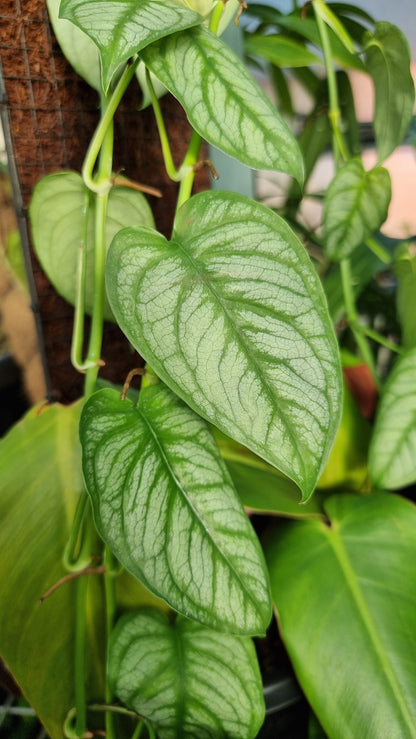 Monstera siltepecana 'El Salvador'