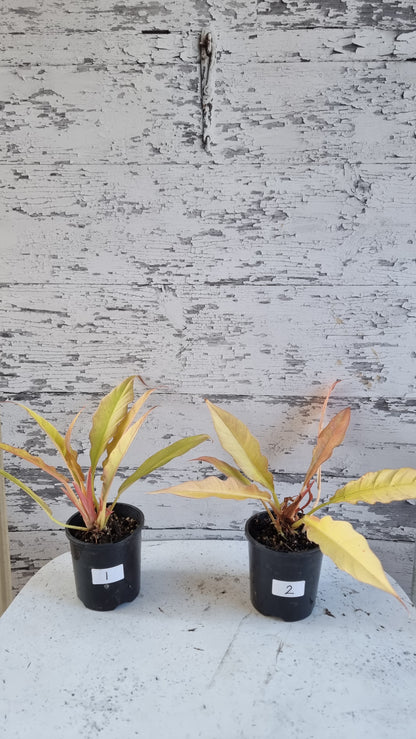 Philodendron 'Golden Ring of Fire'