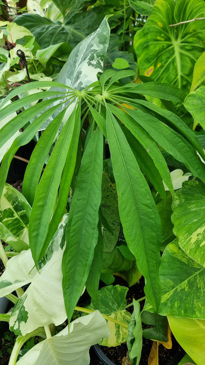 Anthurium polydactylum - Tropical Aroid