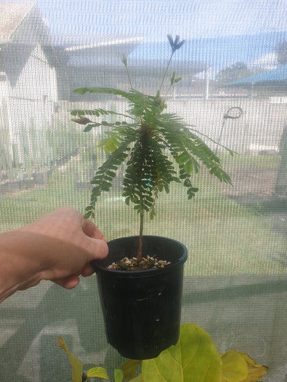 Biophytum sensitivum - Sensitive Tree