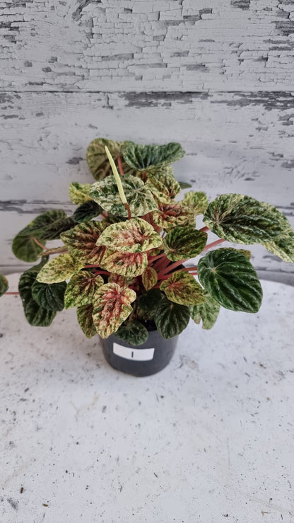Peperomia caperata variegata - Variegated Ripple Pep
