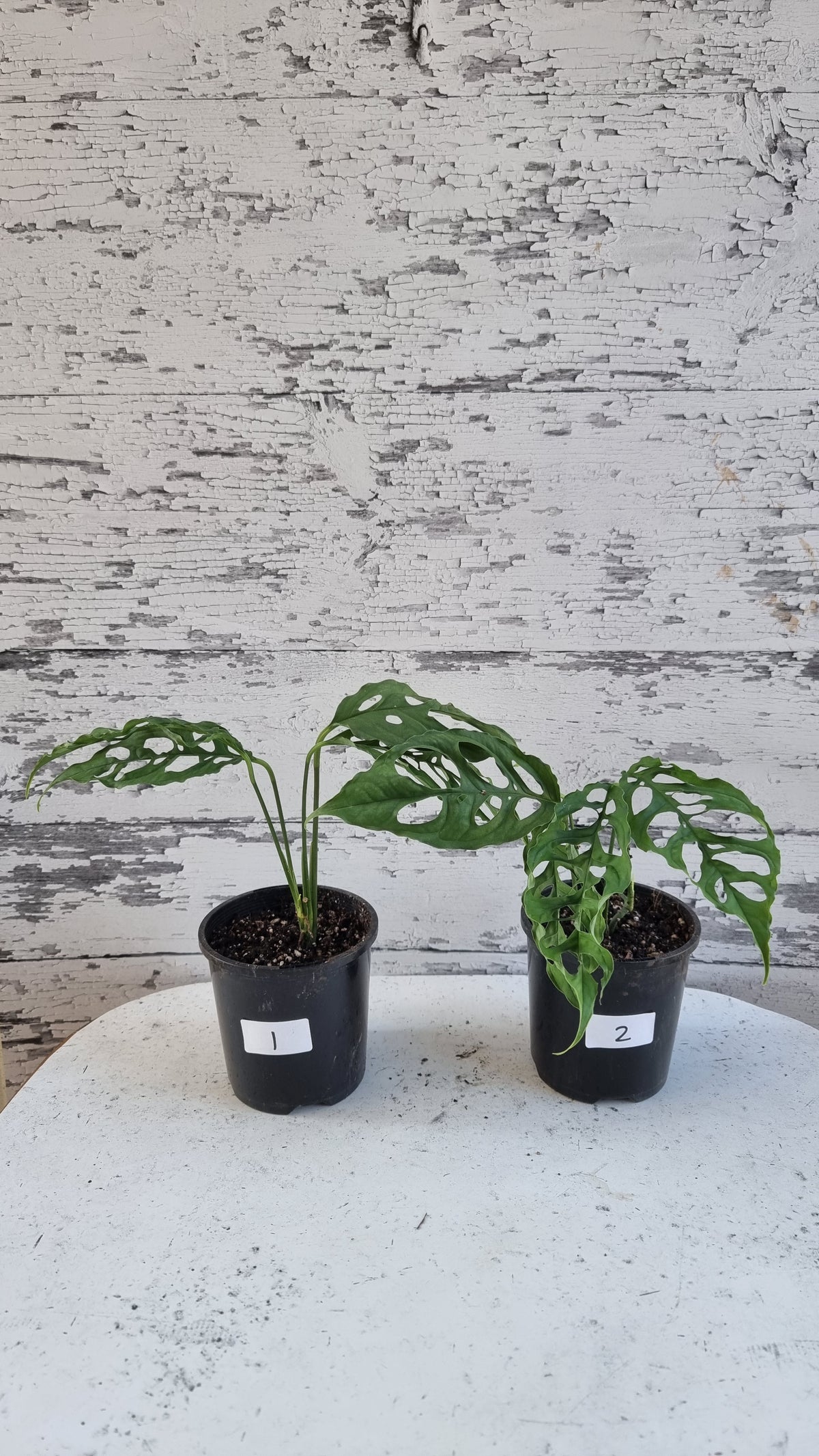 Monstera obliqua 'Peru'