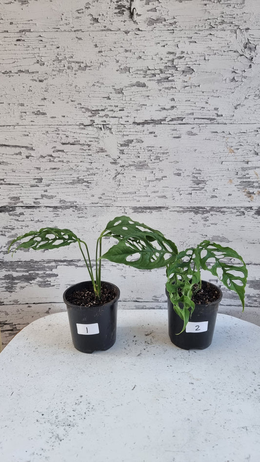Monstera obliqua 'Peru'