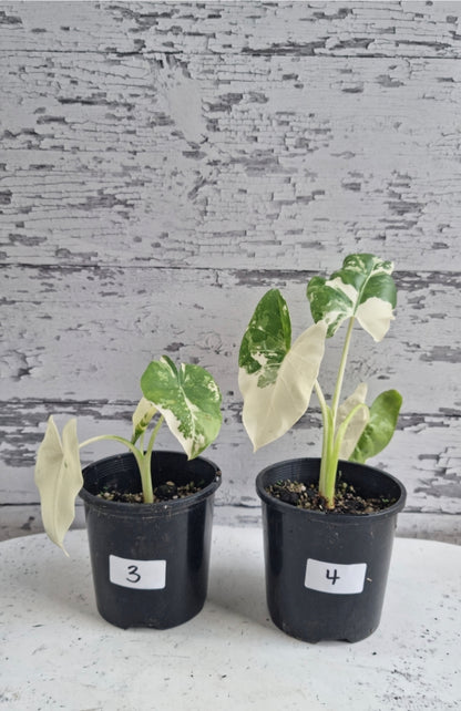 Alocasia Macrorriza variegata - 雜色象耳