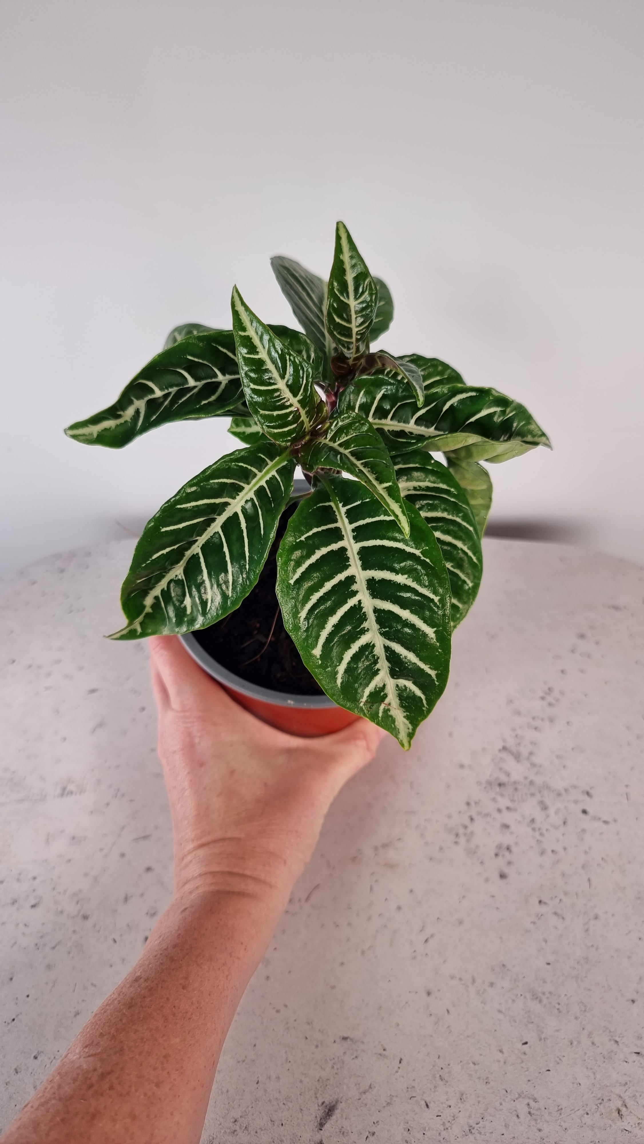 Aphelandra squarrosa - 斑馬植物