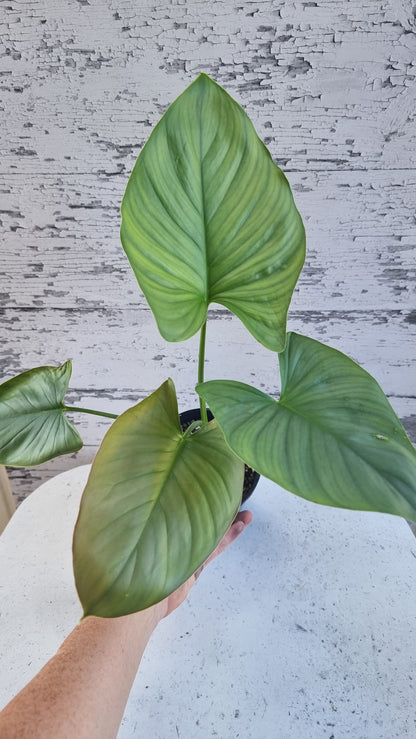 Homalomena sp. 'Silver'