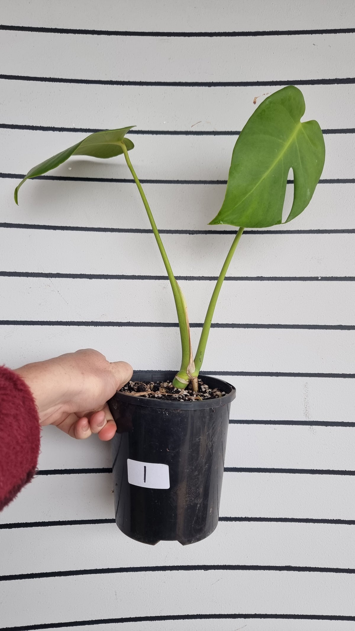 Monstera deliciosa - Fruit Salad Plant
