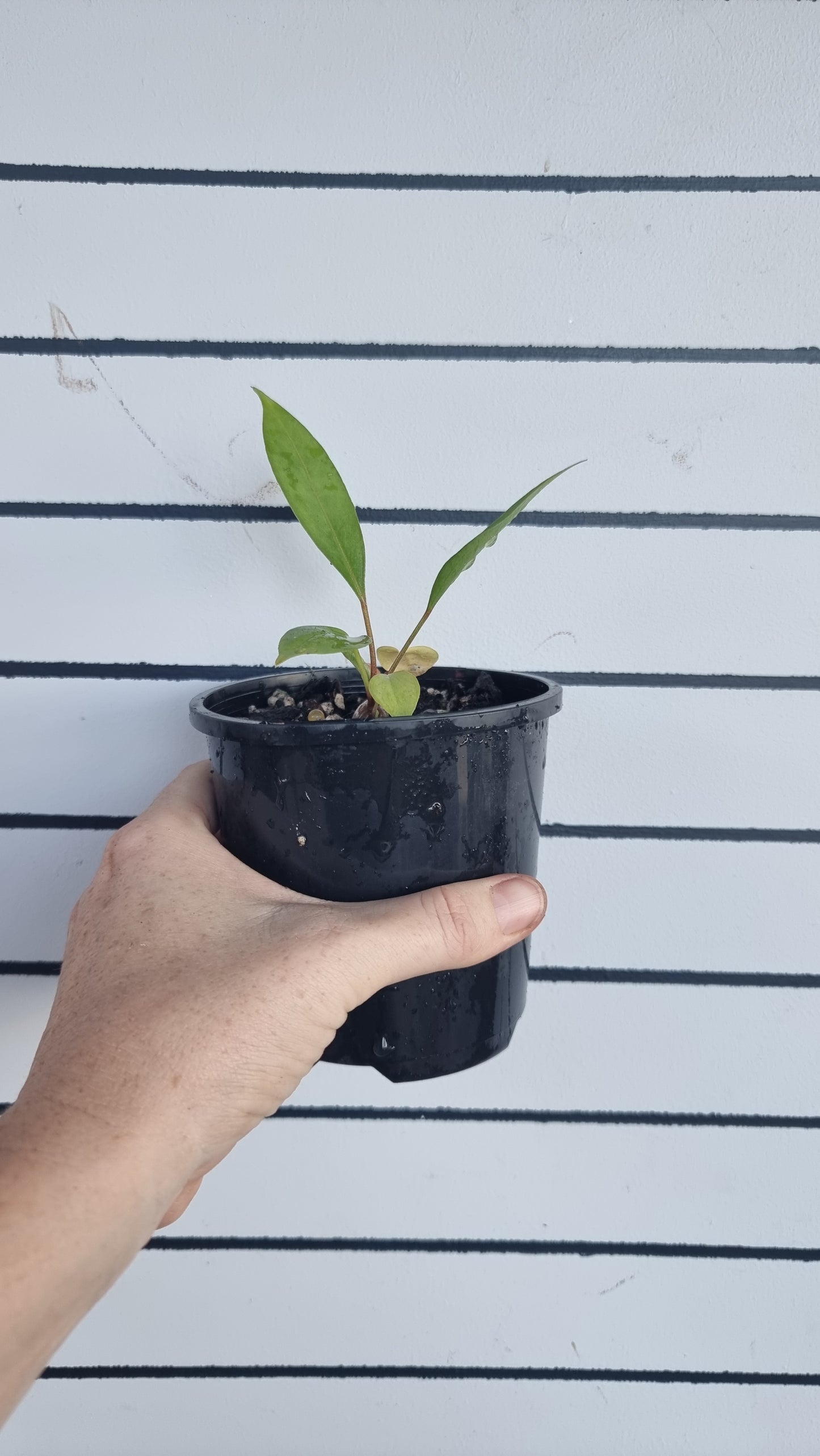 红掌 clarinervium - 天鹅绒纸板红掌