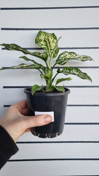 Aglaonema commutatum 'Thai Snowflake'
