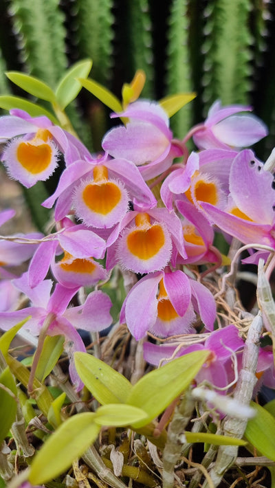 Dendrobium loddigesii - Loddiges' Dendrobium Orchid Root'd Plants 