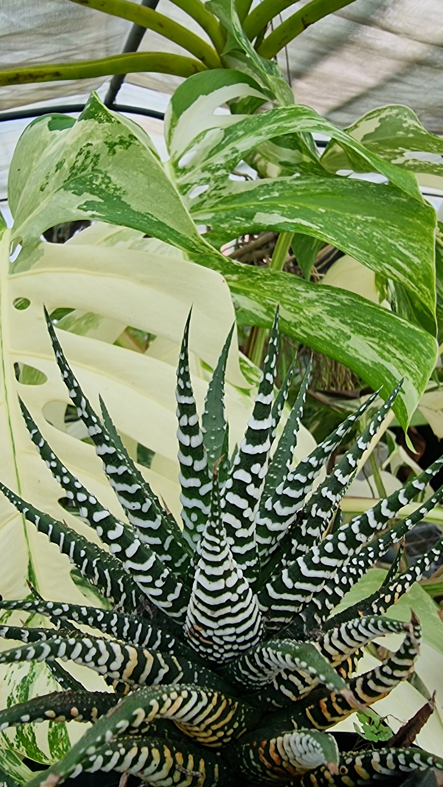 Haworthia fasciata 'Big Band' - Zebra Plant