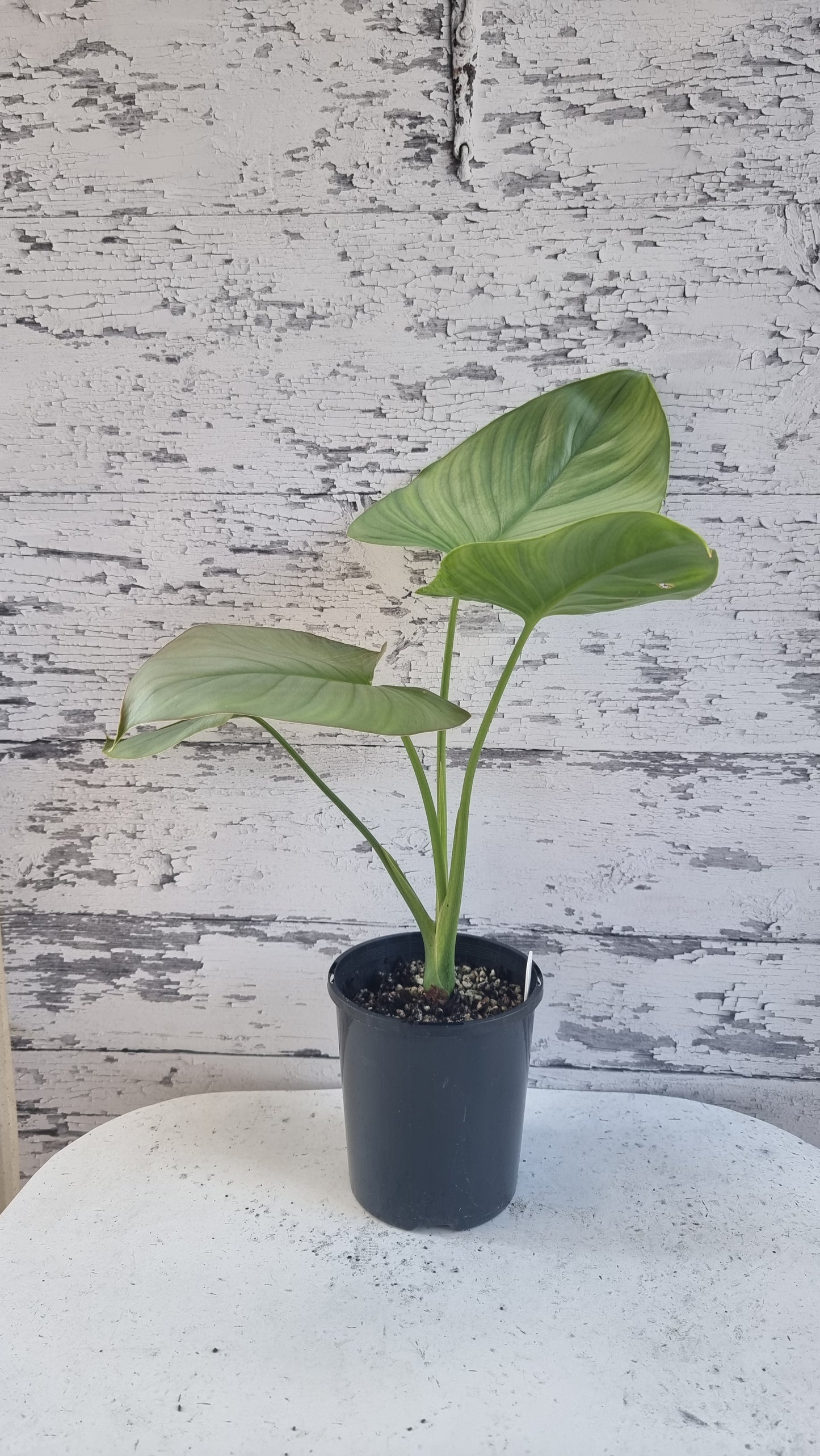 Homalomena sp. 'Silver'