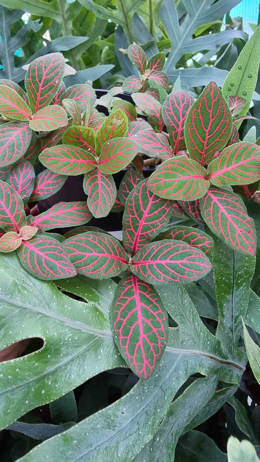 Fittonia verschaffeltii 'Ruby' - Nerve Plant