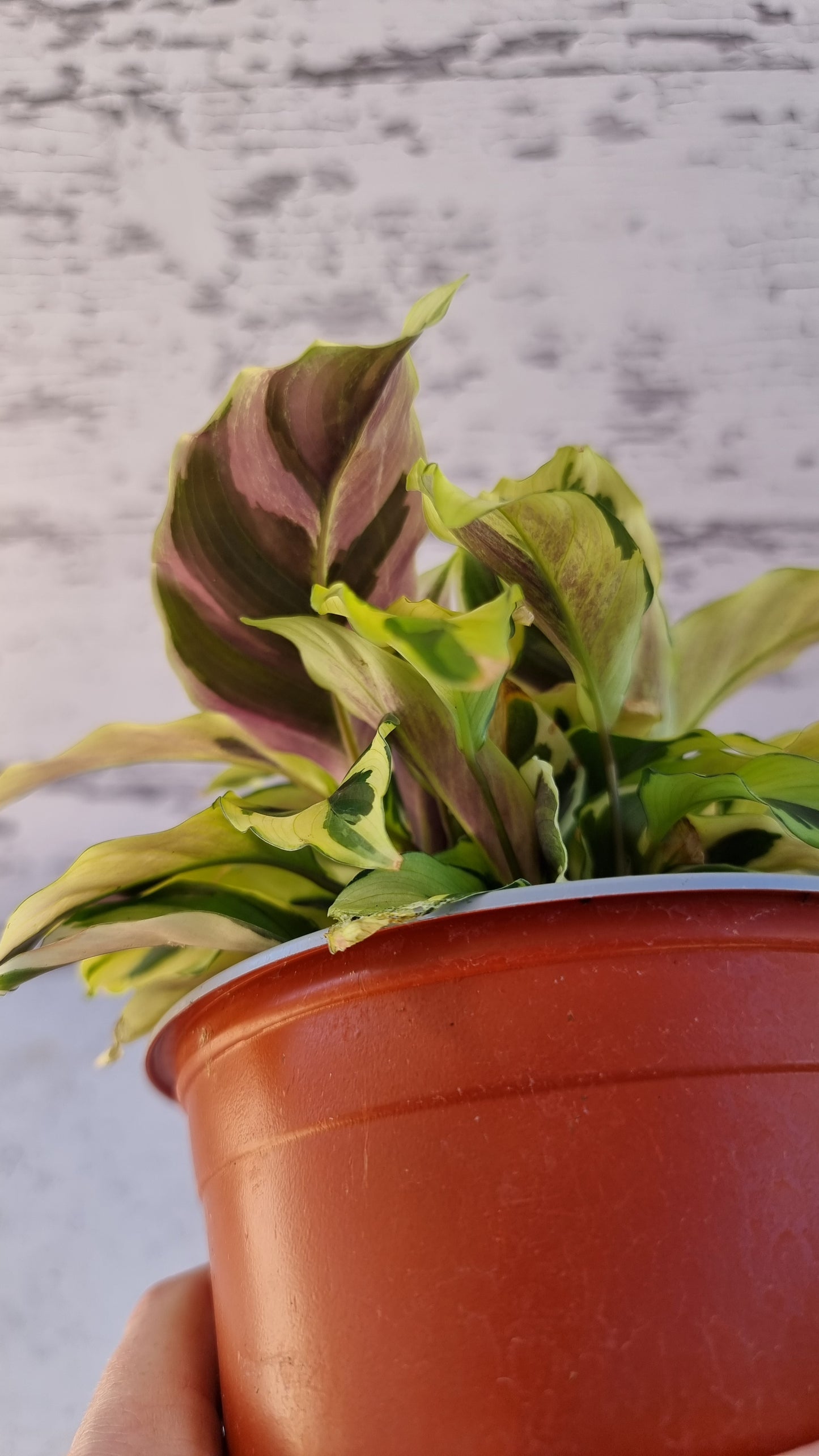Goeppertia (Calathea) louisae ‘Thai Beauty’