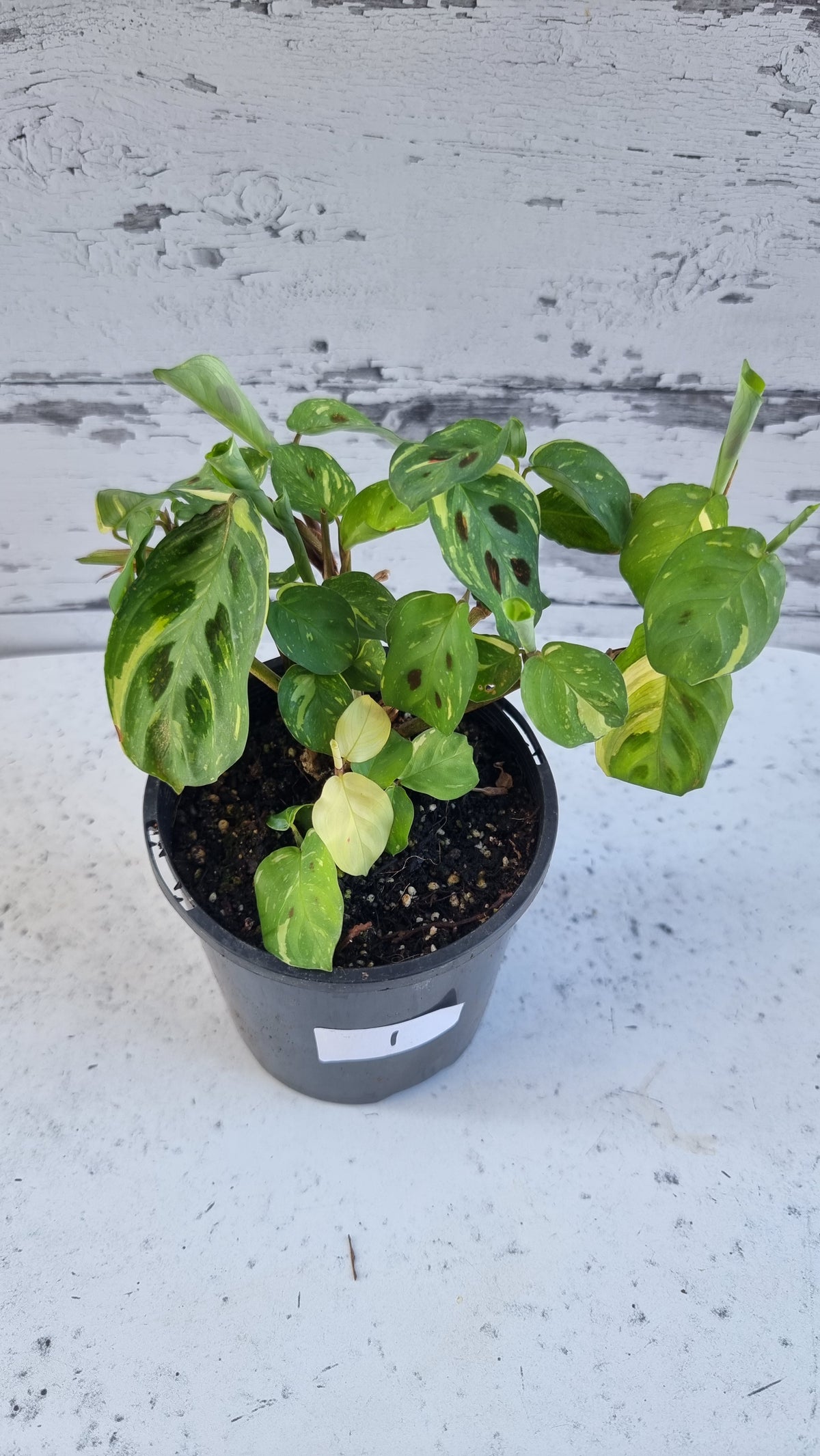 Maranta leuconeura “Kerchoveana” variegata - Variegated Prayer Plant