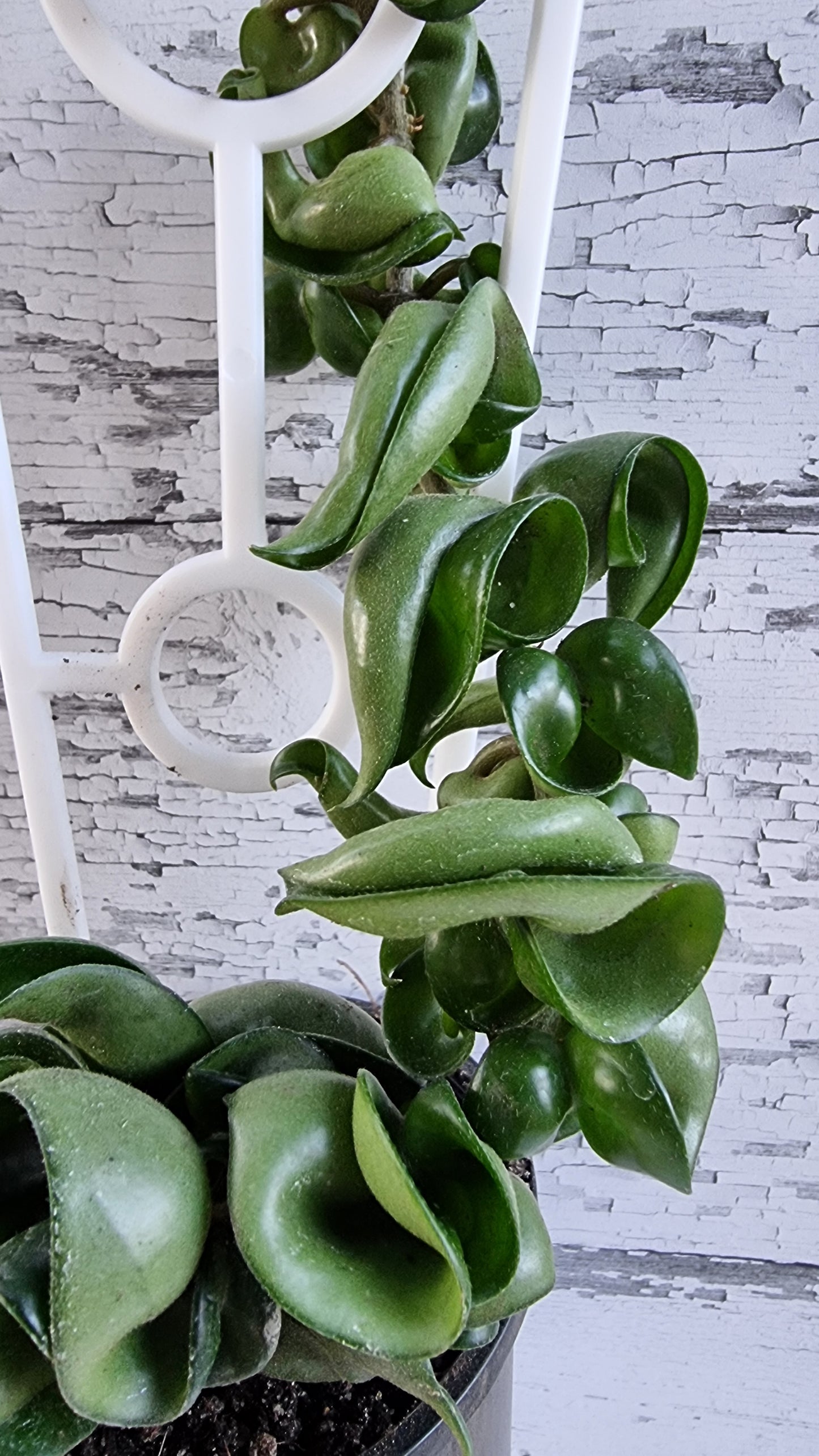 Hoya carnosa 'compacta' - Rope Hoya 