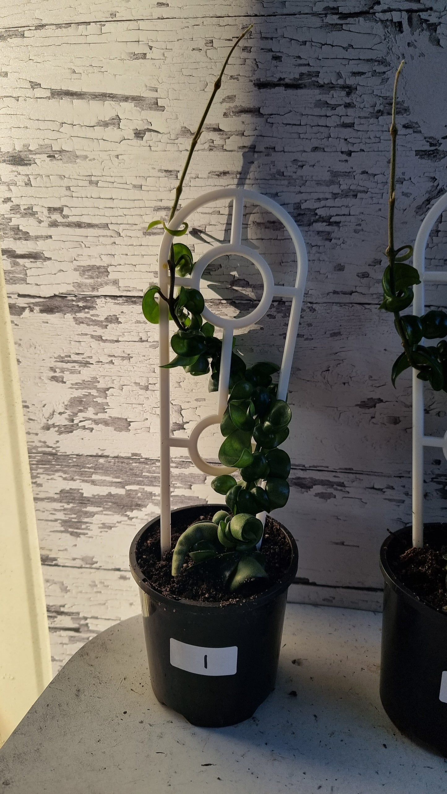 Hoya carnosa 'compacta' - Rope Hoya