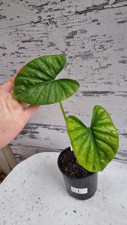 海芋杂种‘Lukiwan’ 