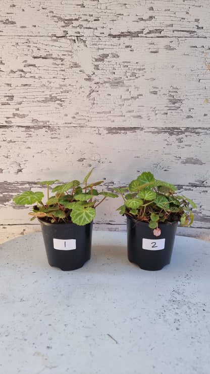 Saxifraga stolonifera - Green with White/Grey veining