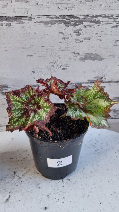 Begonia rex 'Harmony's Star Dragon'
