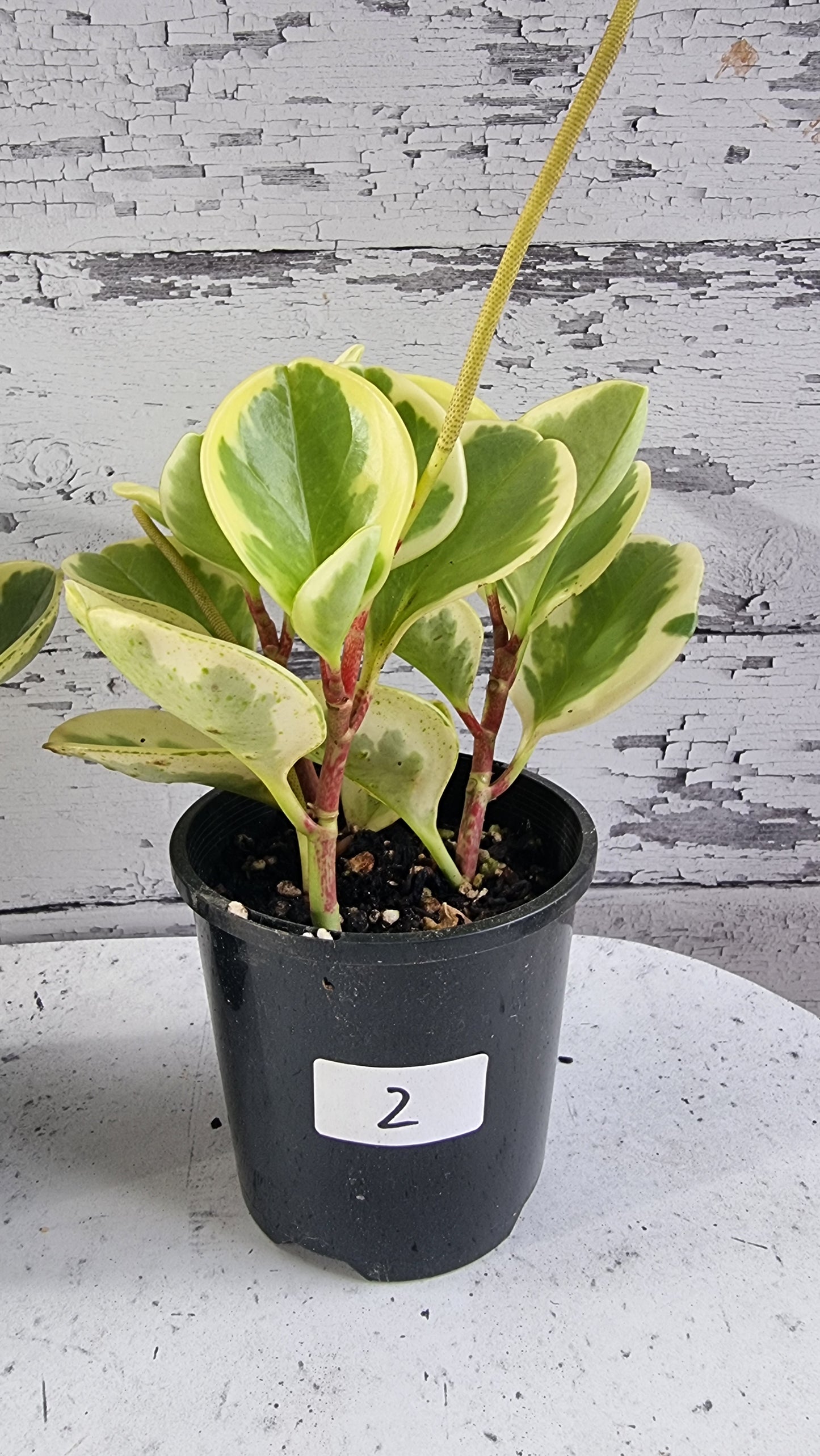 Peperomia obtusifolia albomarginata