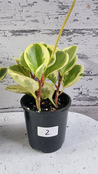 Peperomia obtusifolia albomarginata