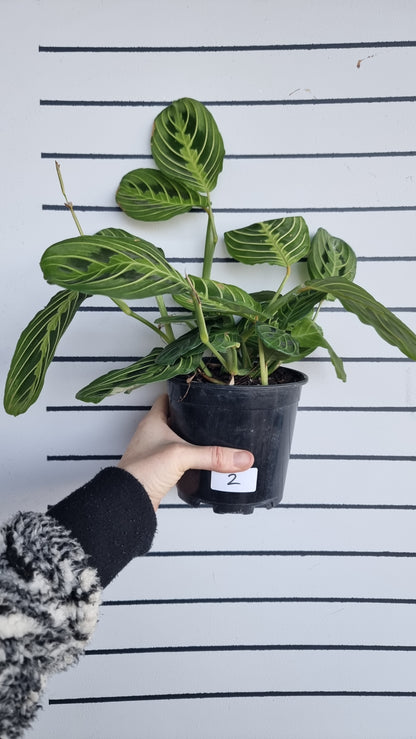 Maranta leuconeura 'Lemon Lime' - Prayer Plant