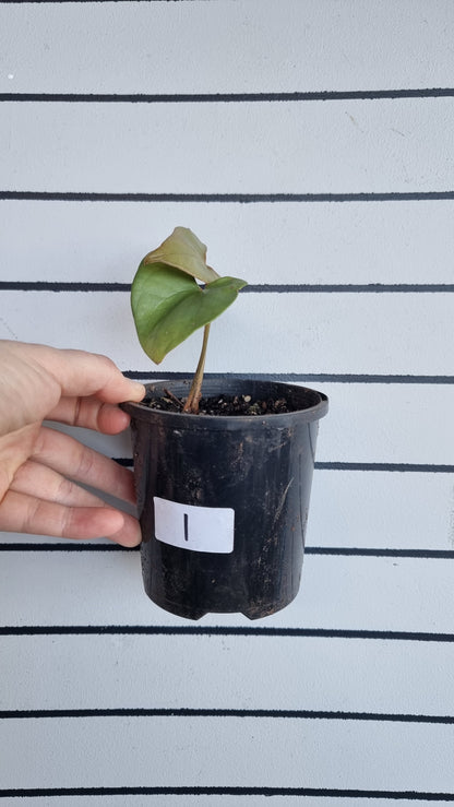 Anthurium berriozabalense