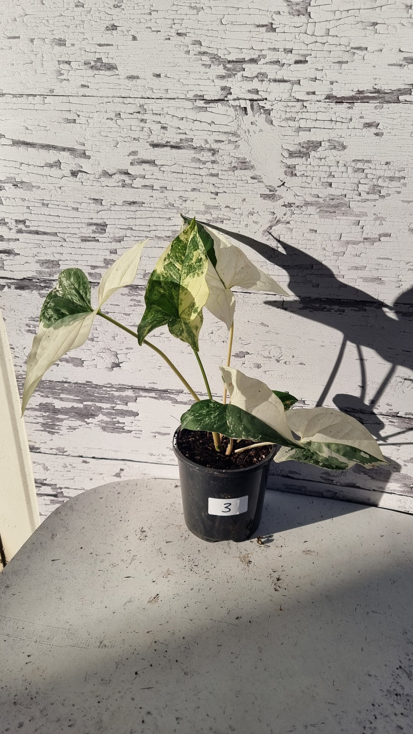 Syngonium podophyllum 'Fantasy' - Variegated Arrowhead Plant
