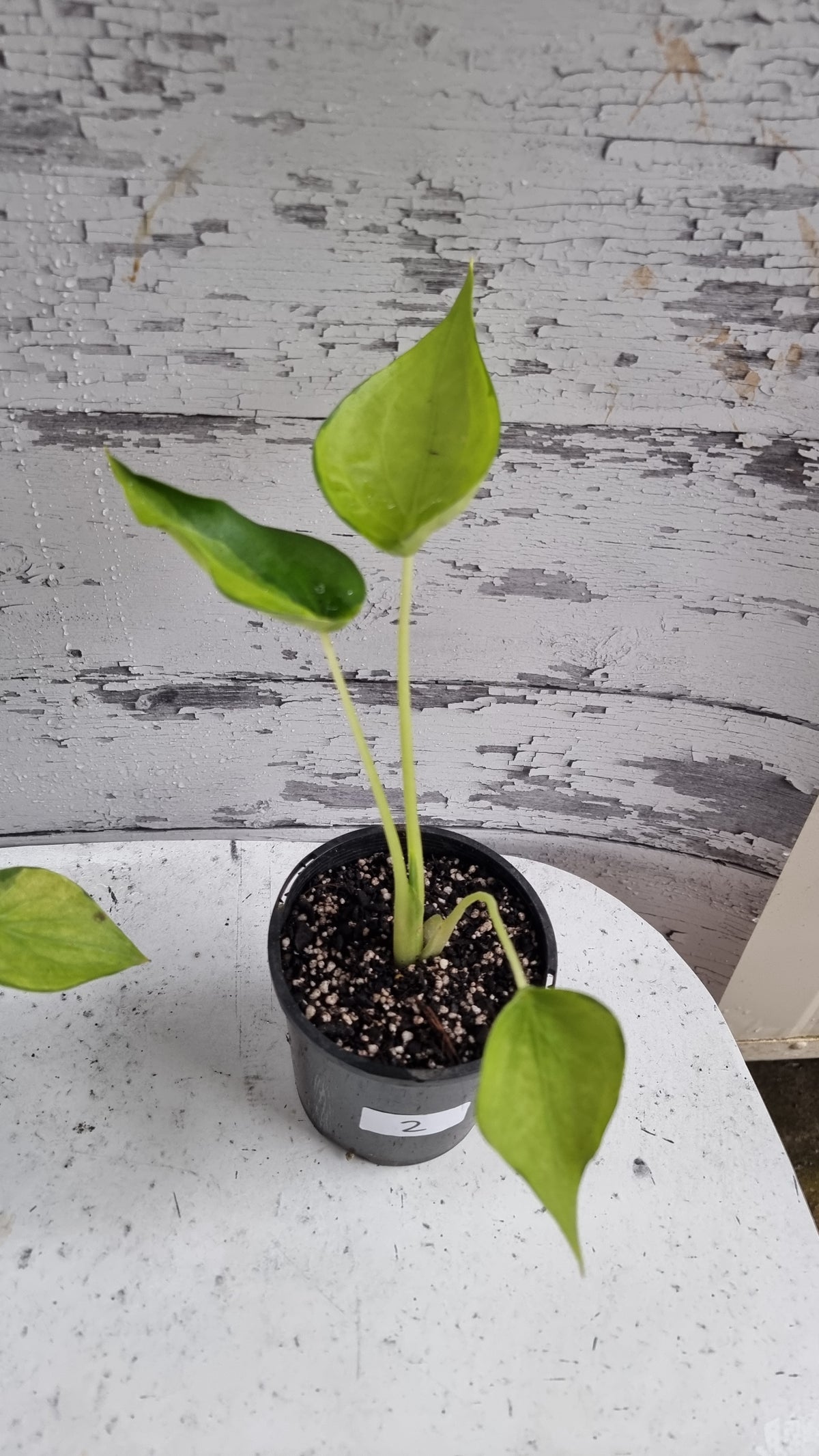 Alocasia cucullata - Aurea variegated/Banana Spilt