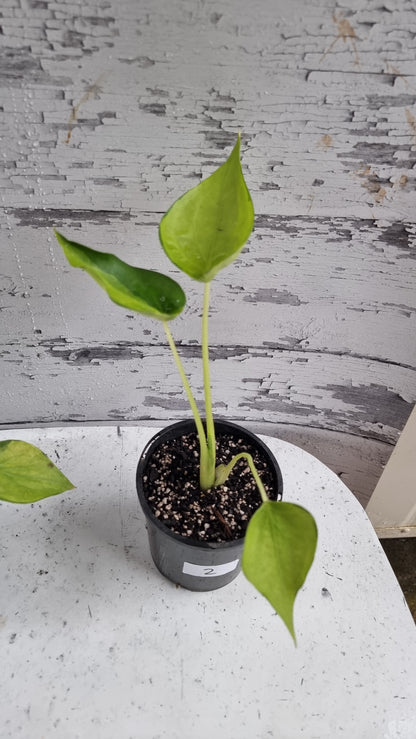 Alocasia cucullata - Aurea variegated/Banana Spilt