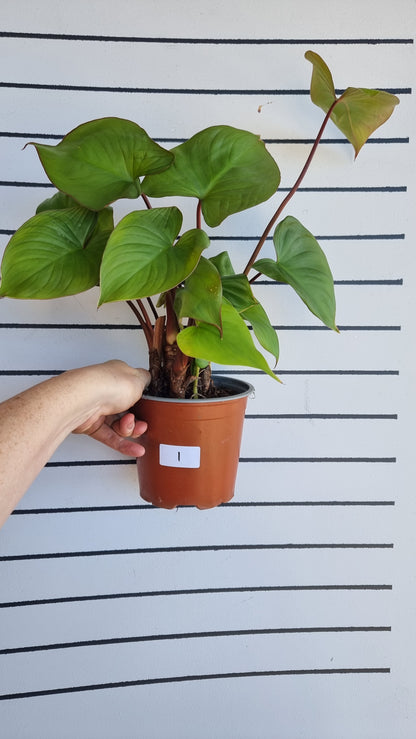 Homalomena rubescens ‘Maggie’