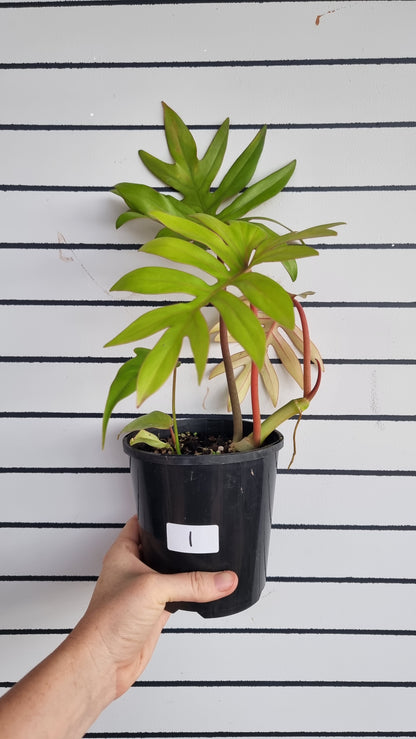 Philodendron mayoi 'Tahiti'