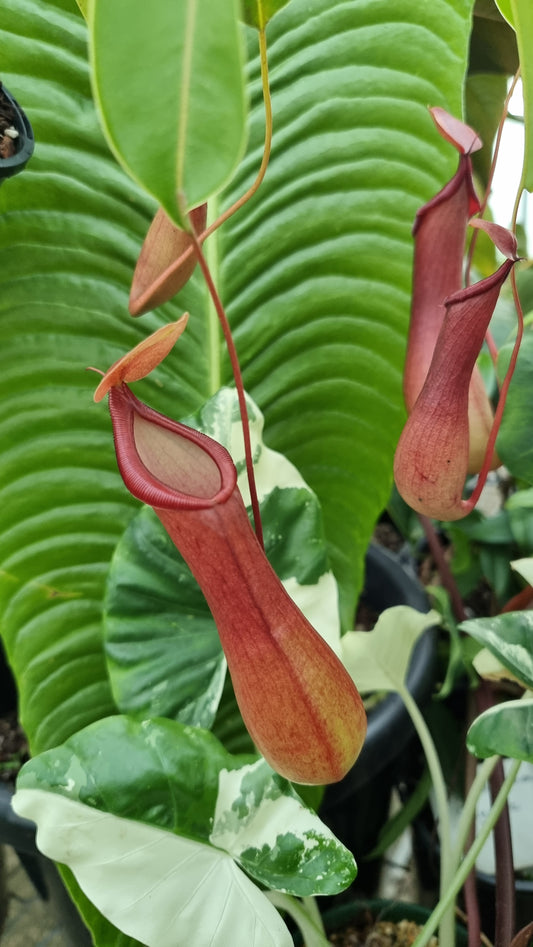 翼豬籠草