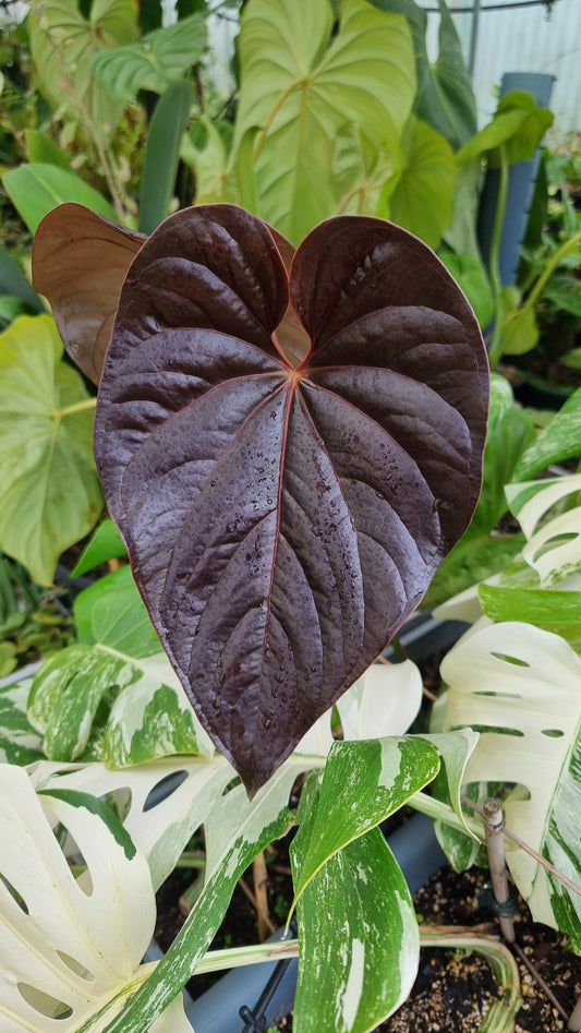 Anthurium (prev. A. moodeanum) 'Red Beauty' - Tropical Aroid