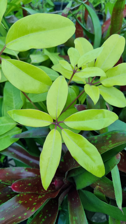 Heptapleurum actinophyllum (原名 Schefflera actinophylla) 'Amate Soleil' - 霓虹伞树