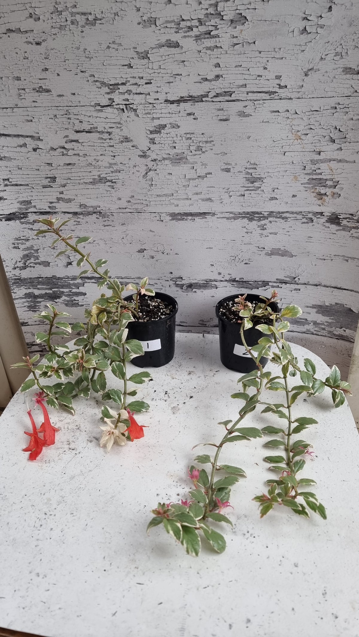Columnea hirta variegata - 金鱼植物