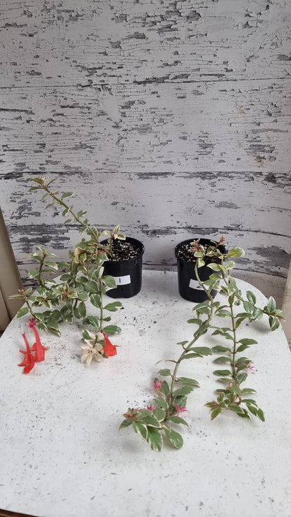 Columnea hirta variegata - 金鱼植物