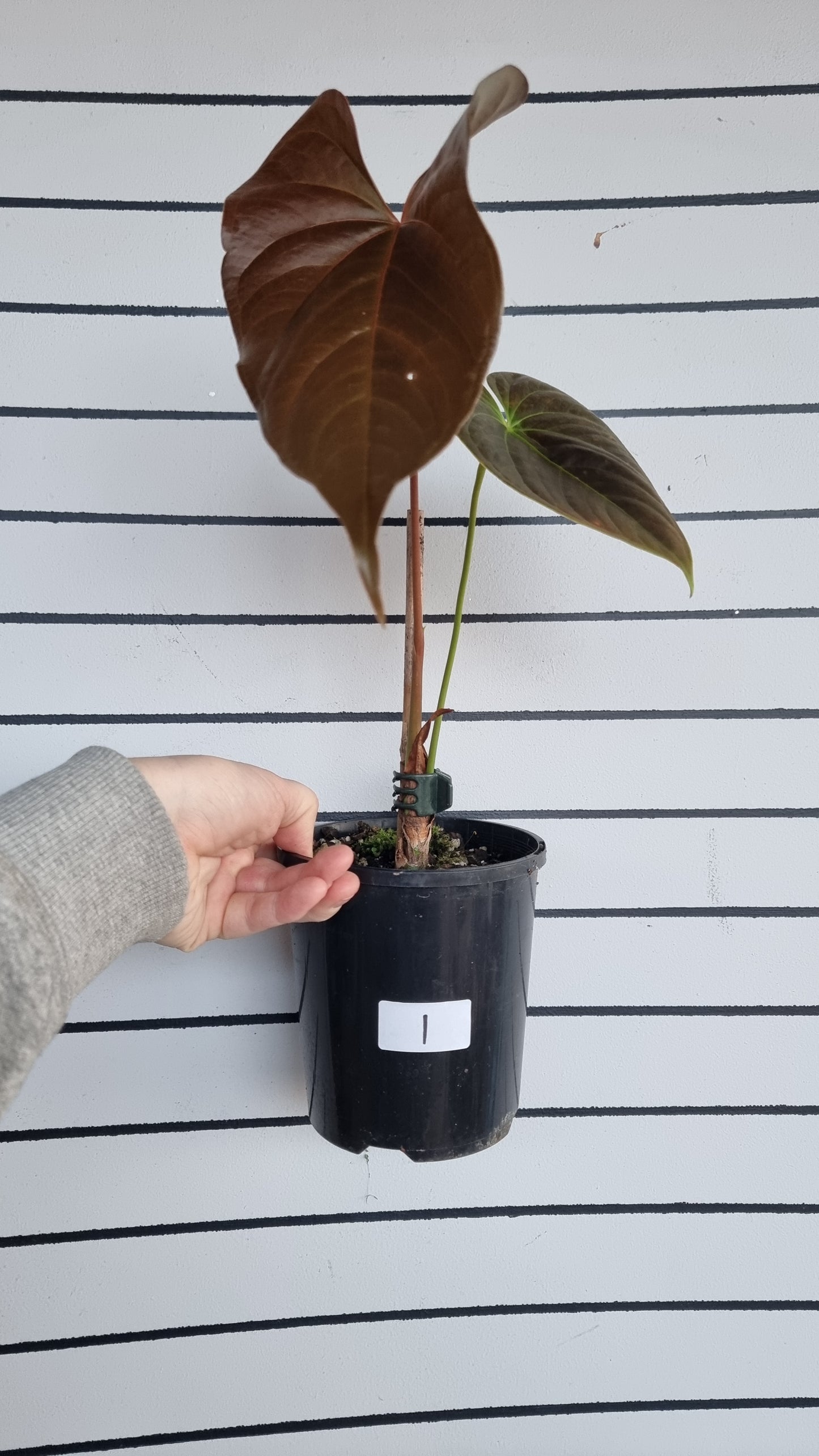 Anthurium (prev. A. moodeanum) 'Red Beauty' - Tropical Aroid