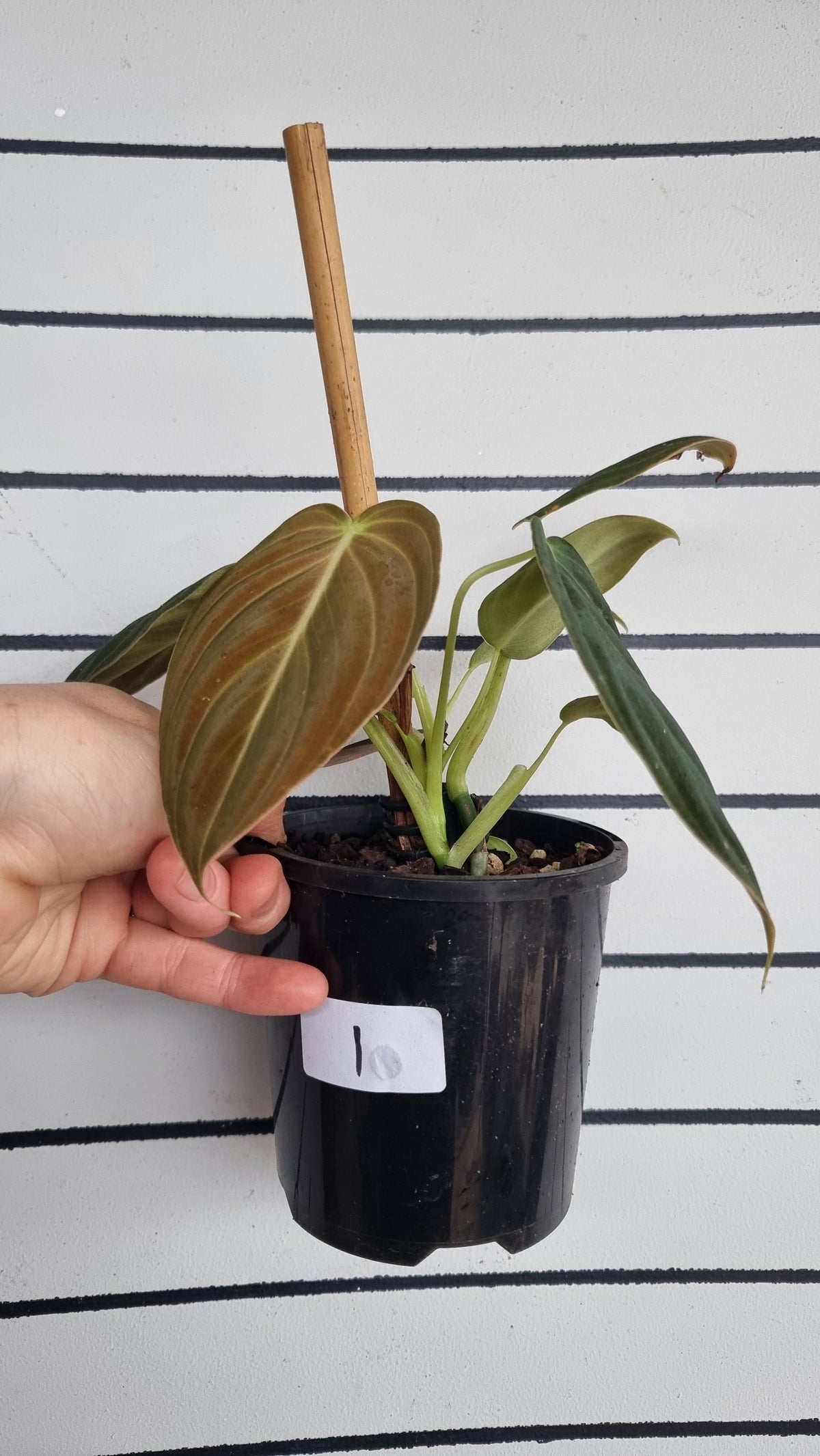 Philodendron melanochrysum