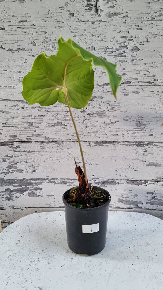Anthurium ivanportillae - Tropical Aroid