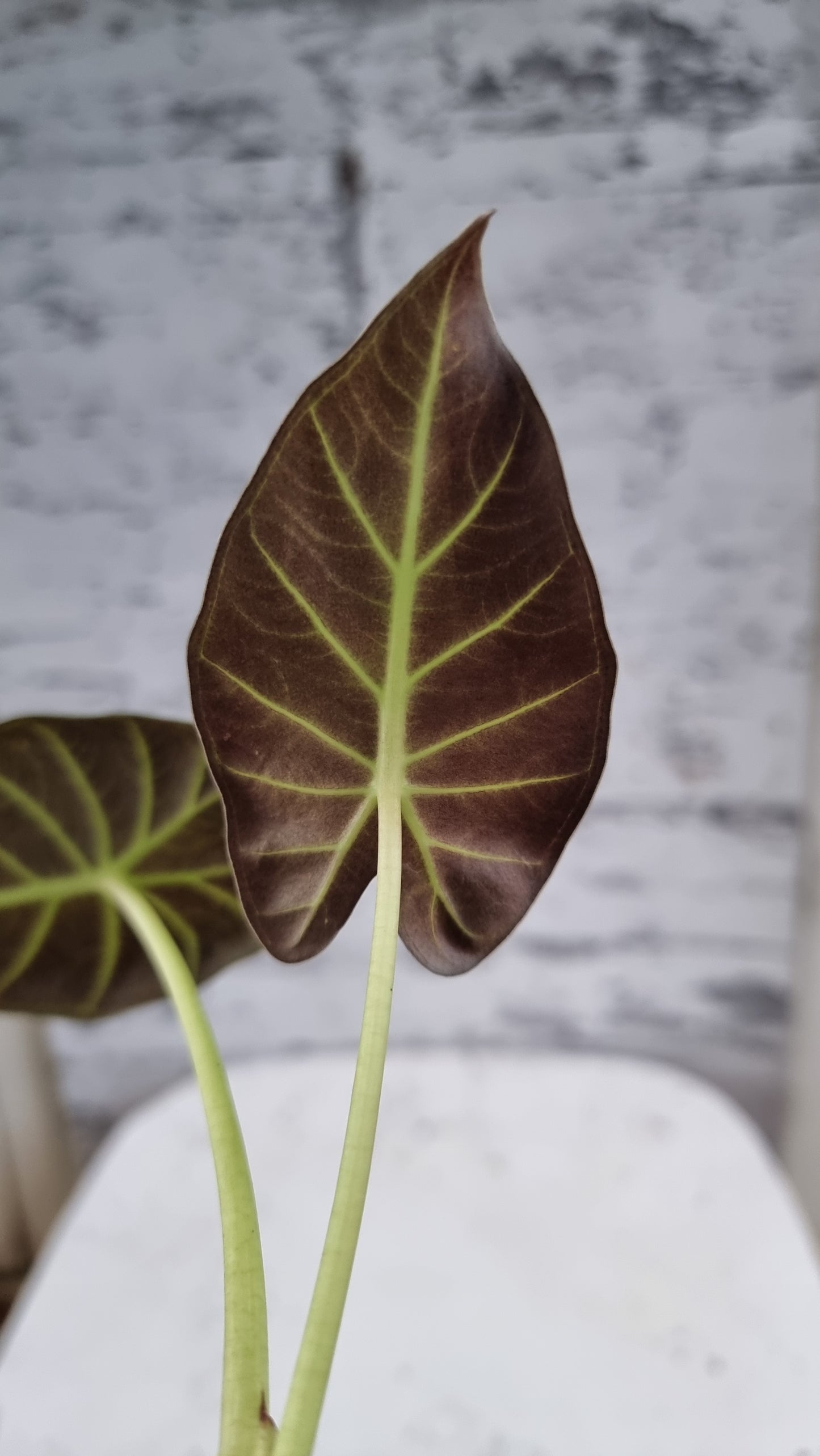 Alocasia 'Regal Shield' - Elephant Ear