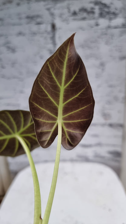 Alocasia 'Regal Shield' - Elephant Ear