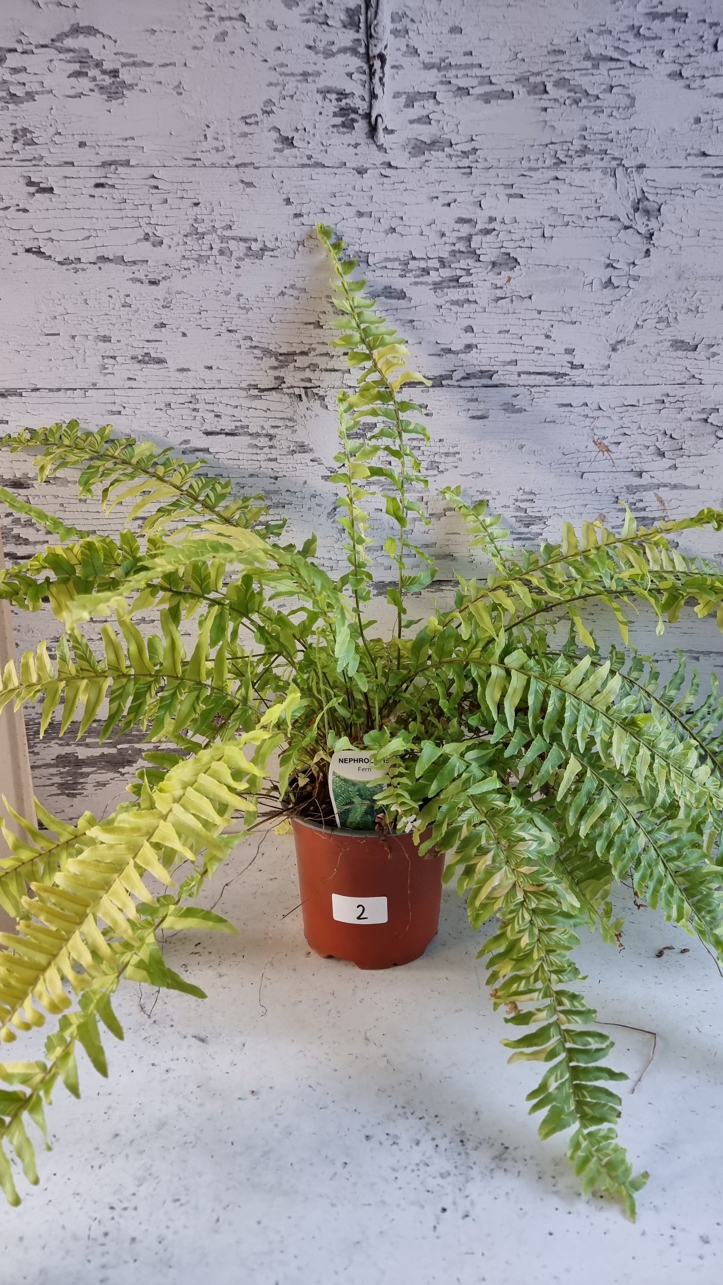 Nephrolepis exaltata bostoniensis variegata - Tiger Boston Fern
