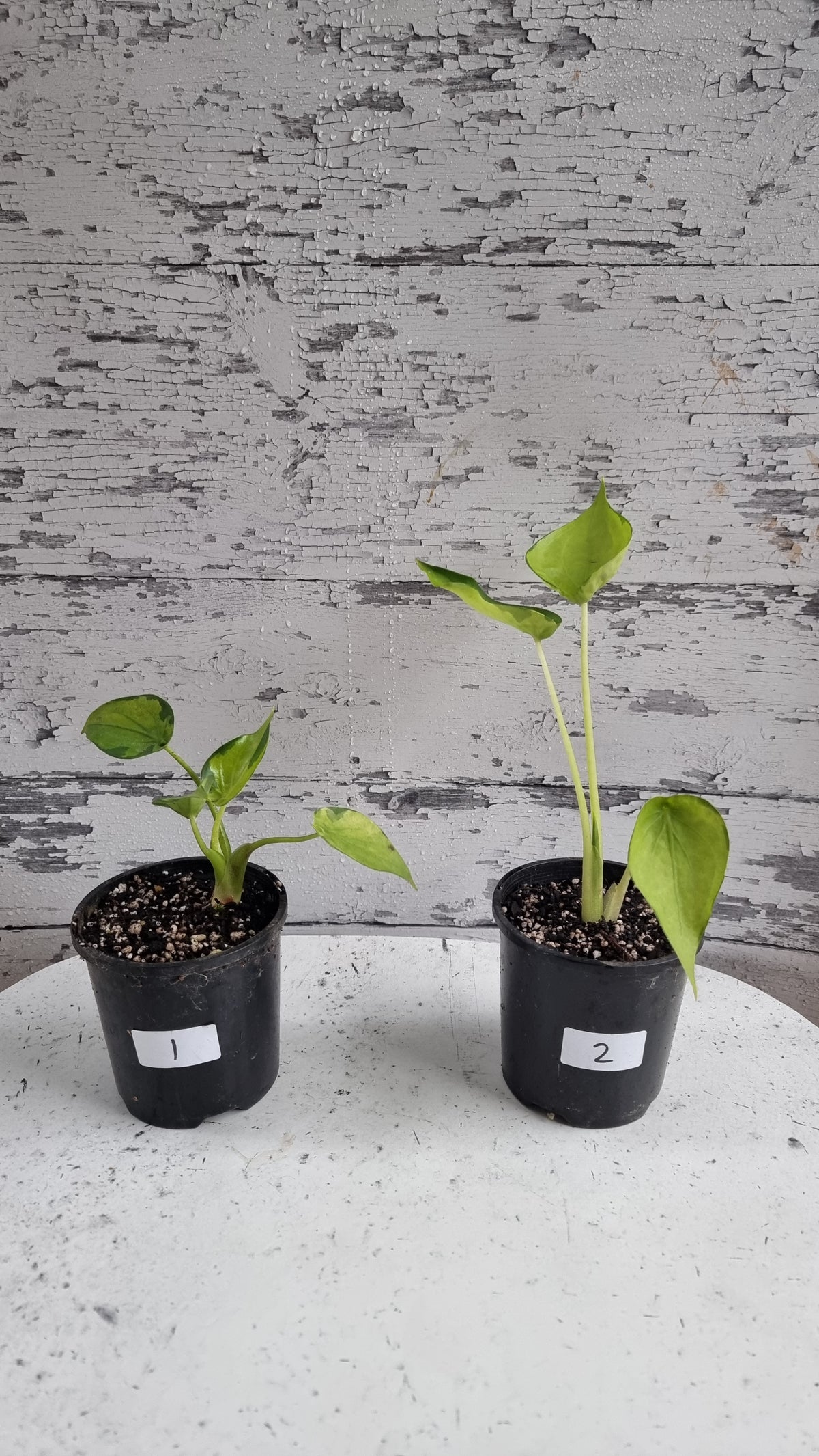 Alocasia cucullata - Aurea variegated/Banana Spilt