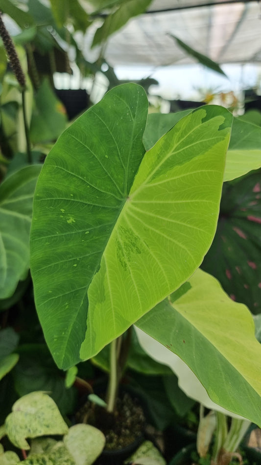 Colocasia esculenta 'Limeade' - Taro Plant
