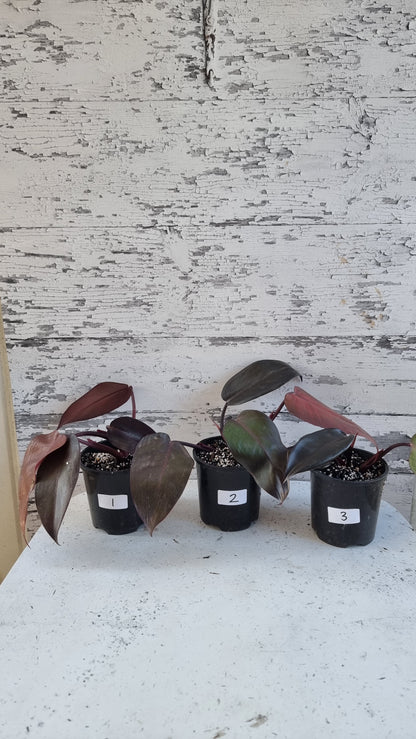 Philodendron 'Dark Lord'